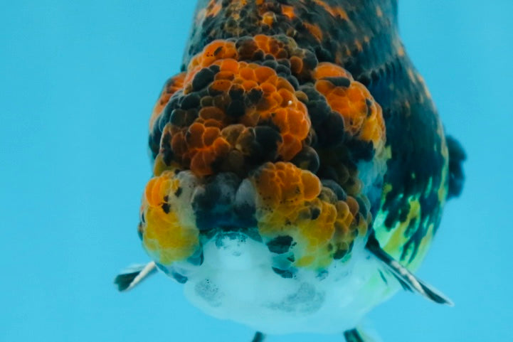 AAA Grade Tiger LionKing 5 inches #070425LC_09