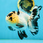 AAA Grade Panda Butterfly Oranda Female 5.5 inches #121324OR_14