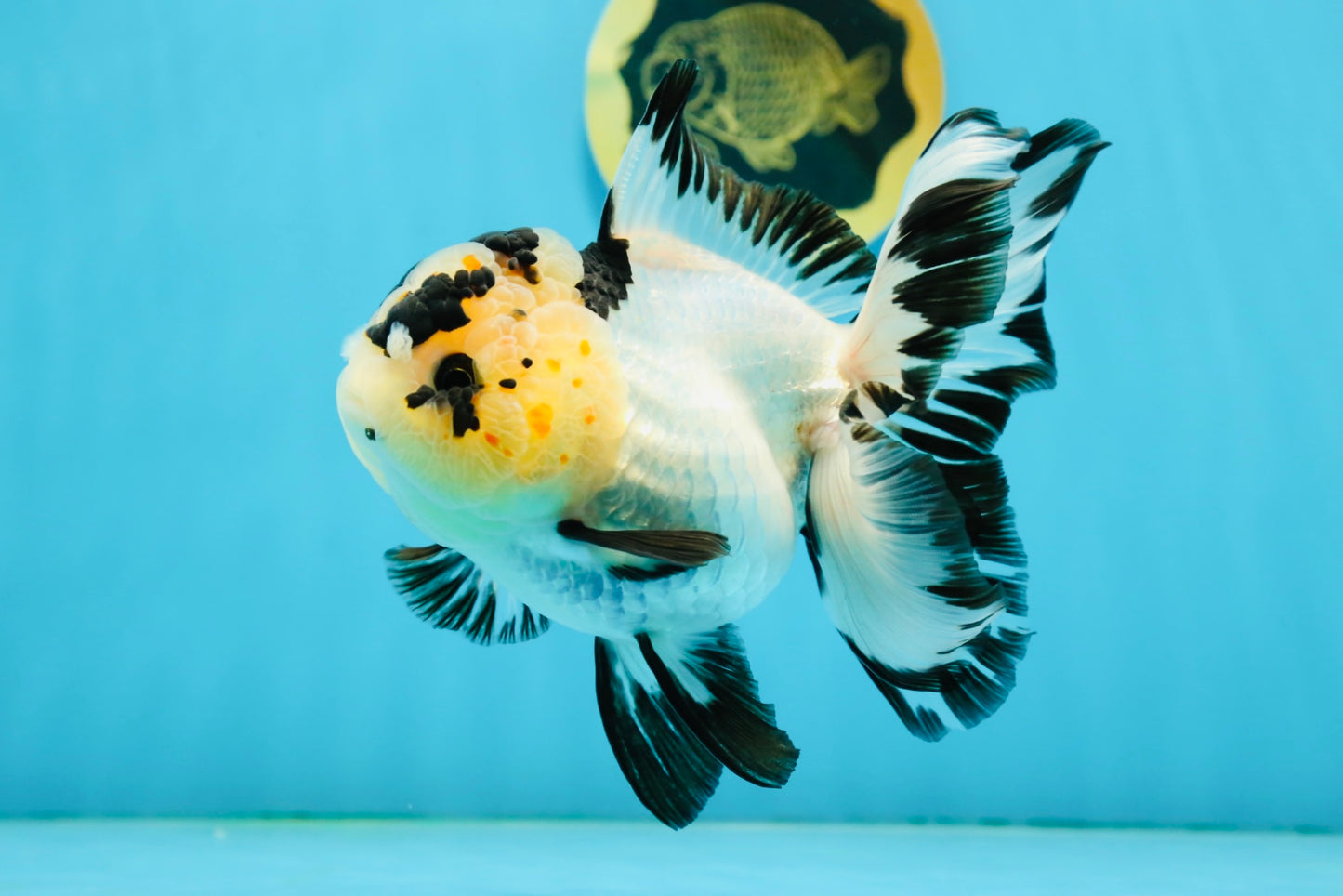 AAA Grade Panda Butterfly Oranda Female 5.5 inches #121324OR_14