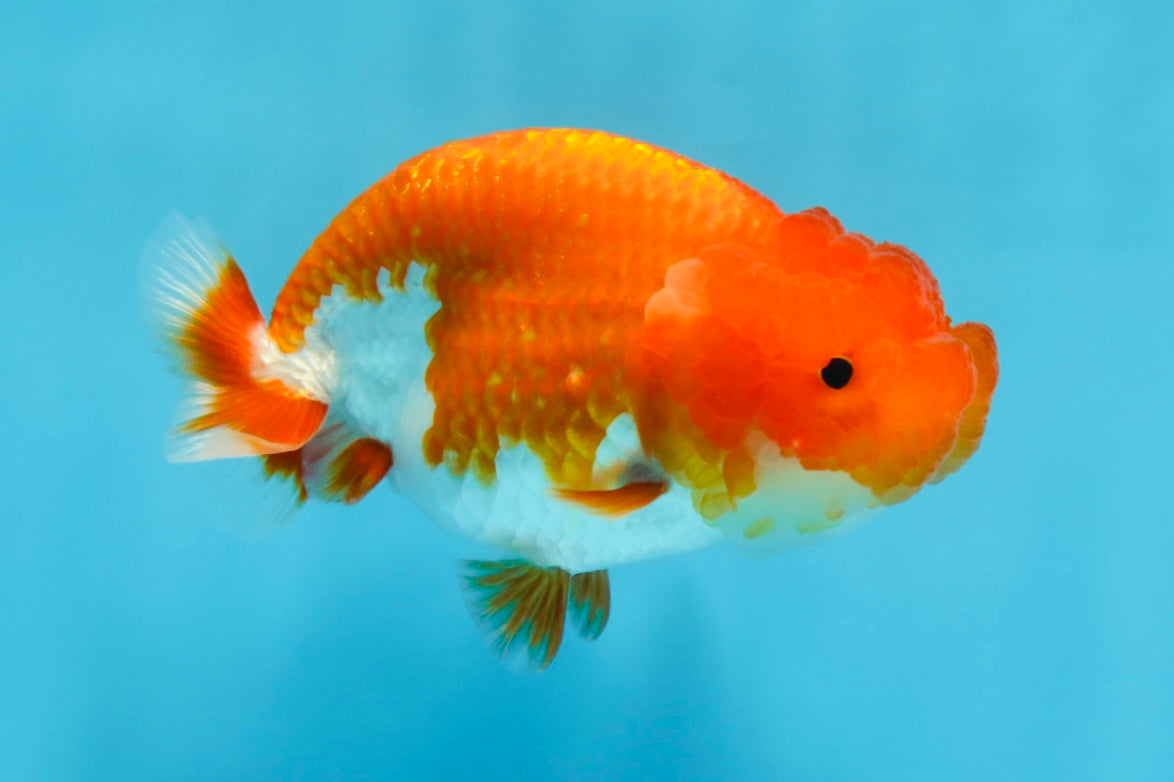 A Grade Red White LionQueen 4 inches #102425LC_09