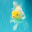 A Grade Strong Body Structure White Oranda Male 5.5-6 inches #062626OR_24
