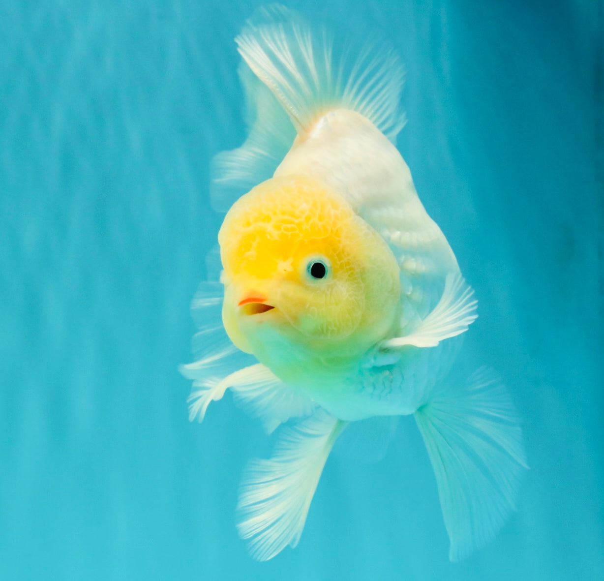 A Grade Strong Body Structure White Oranda Male 5.5-6 inches #062626OR_24