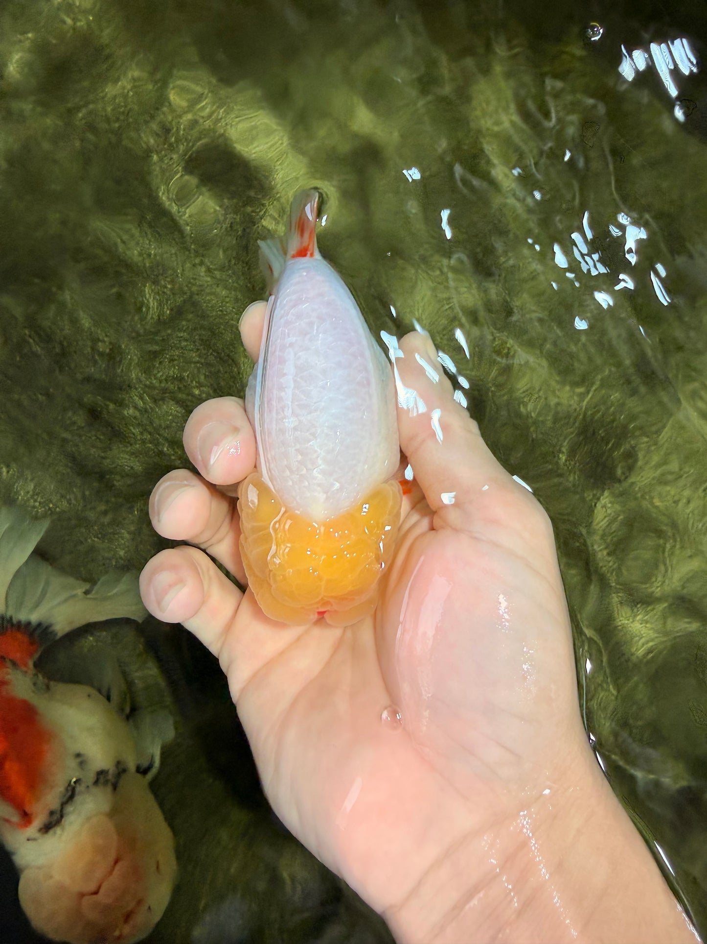 CHICKIE AAA Grade Red White Lipstick LionKing 4-4.5 inches #031326LC_11