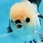 A Grade Button Eyes Panda Oranda Female 4.5-5 inches #0906OR_23