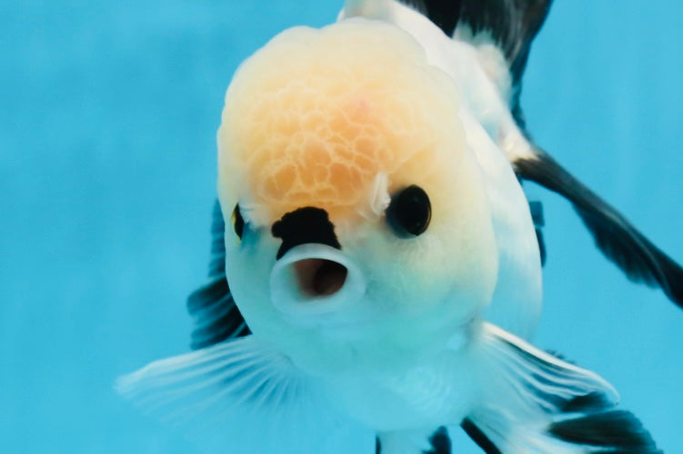 A Grade Button Eyes Panda Oranda Female 4.5-5 inches #0906OR_23