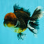AAA Grade Dark Tiger Red Head Oranda Male 5-5.5 inches #050126OR_10