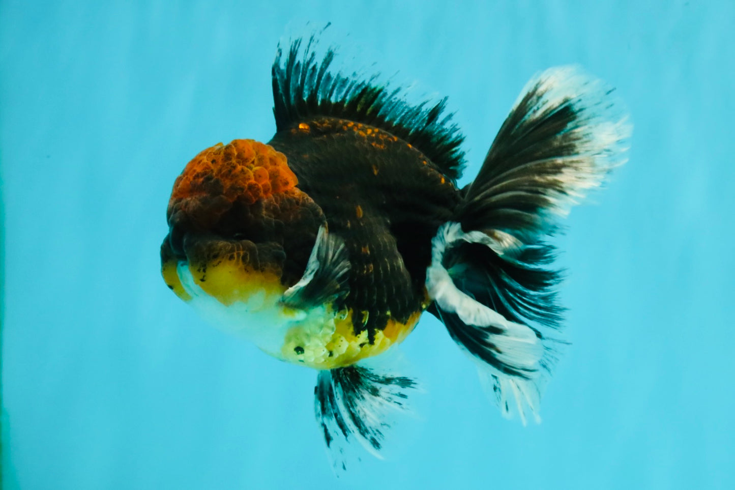 AAA Grade Dark Tiger Red Head Oranda Male 5-5.5 inches #050126OR_10