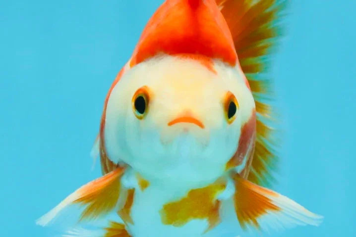 3rd Runner Up SHOW GRADE Red White Ryukin Male 3.5-4 inches #053025RK_9999