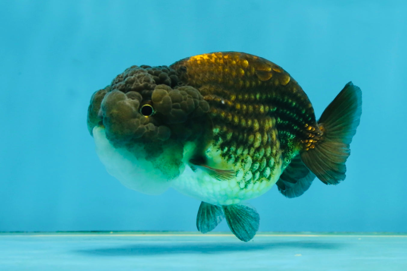 A Grade Dragon Scale Black Copper LionQueen 4-4.5 inches #062725LC_07