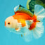 A Grade Red White Oranda Male 6 inches #041726OR_20