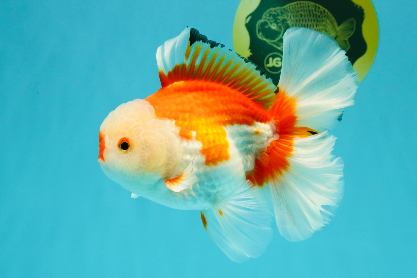 A Grade Red White Oranda Male 6 inches #041726OR_20