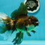 Giant Black Oranda Female 7 inches #112224OR_18