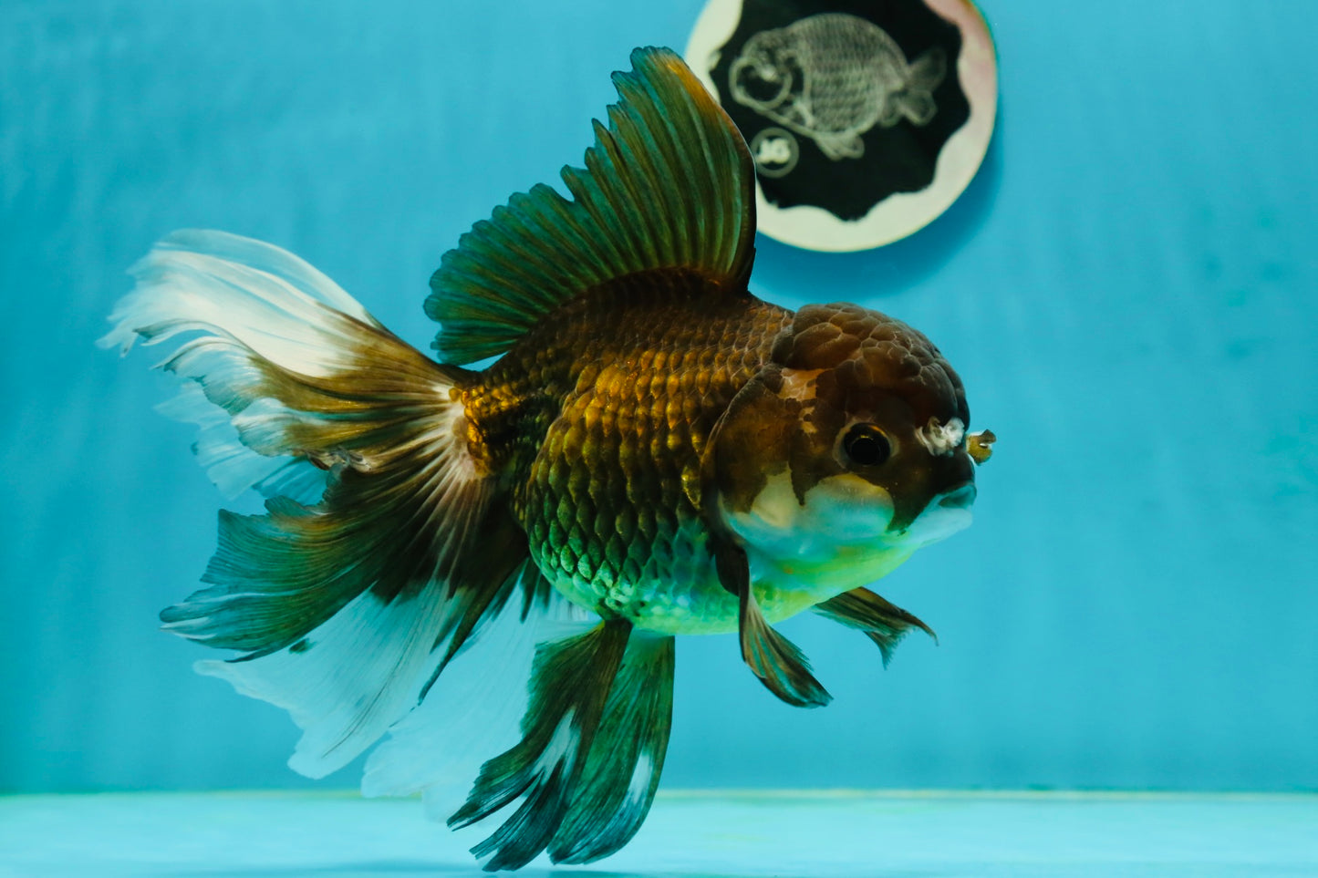 Giant Black Oranda Female 7 inches #112224OR_18