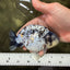 A Grade Tiger Ranchu Male 4.5-5 inches #081426RC_23