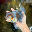 A Grade Kirin Oranda Female 6 inches #110725OR_02