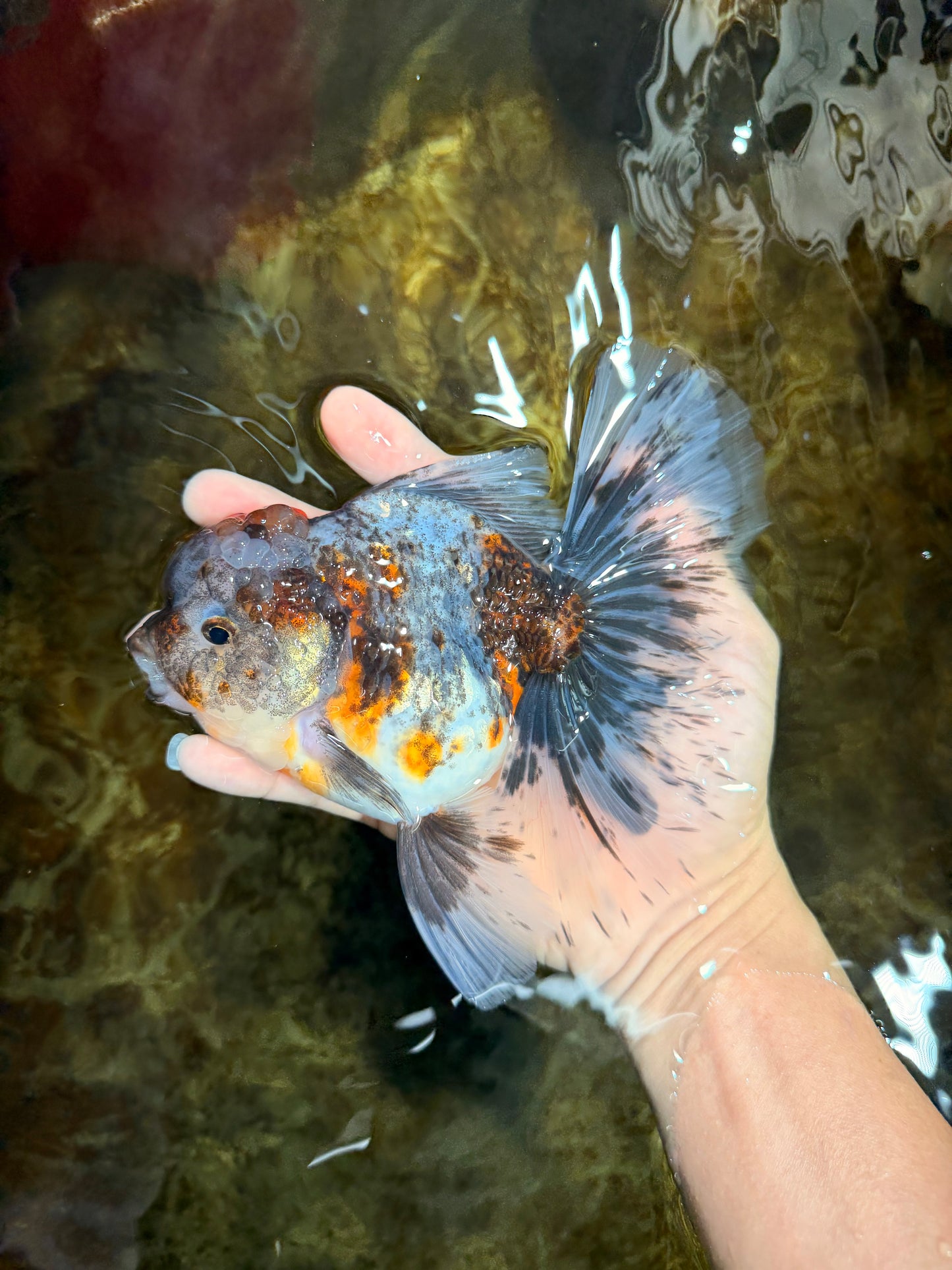 A Grade Kirin Oranda Female 6 inches #110725OR_02