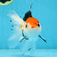 Tricolor Oranda Female 5-5.5 inches #100325OR_16