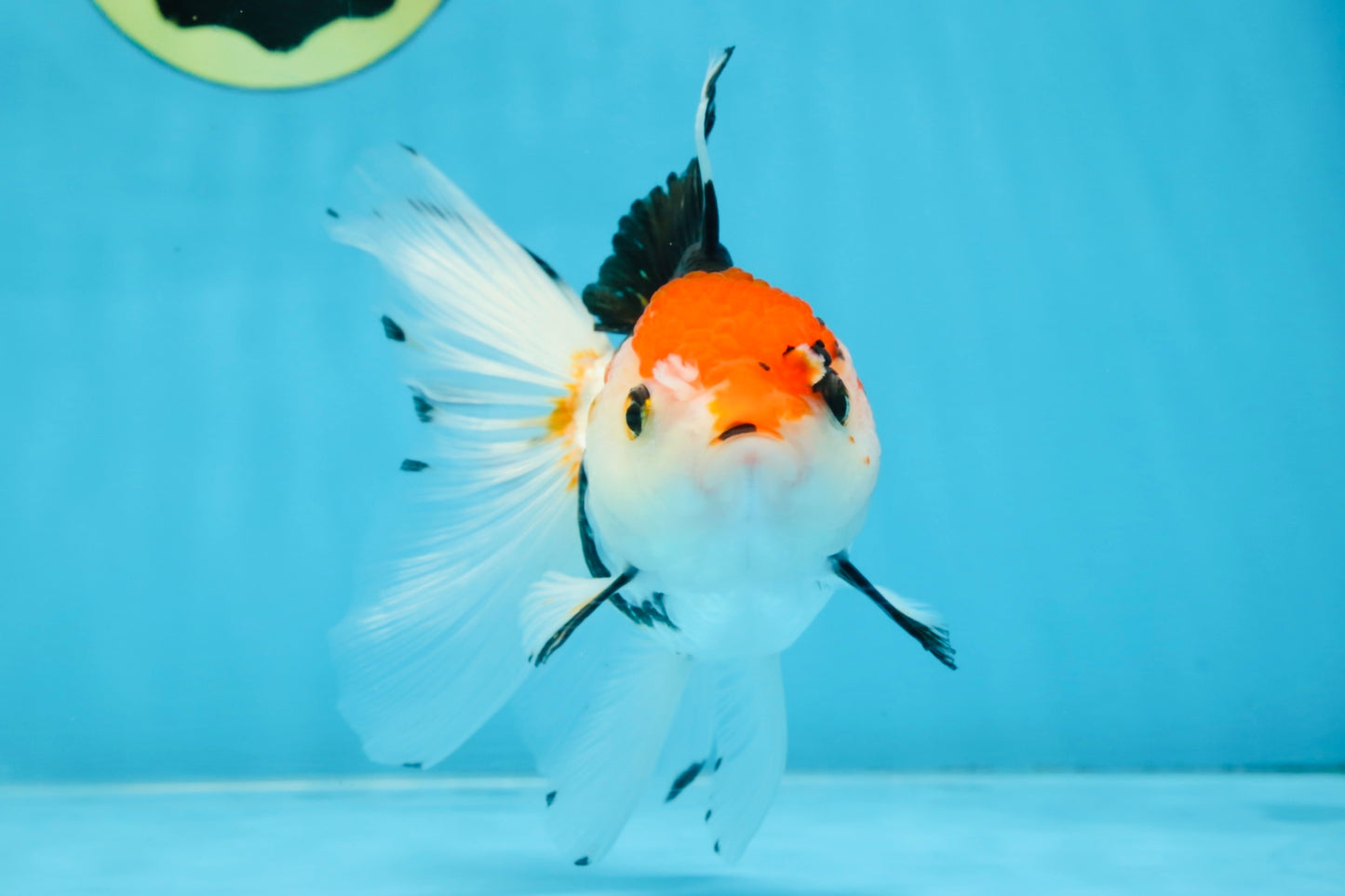 Tricolor Oranda Female 5-5.5 inches #100325OR_16