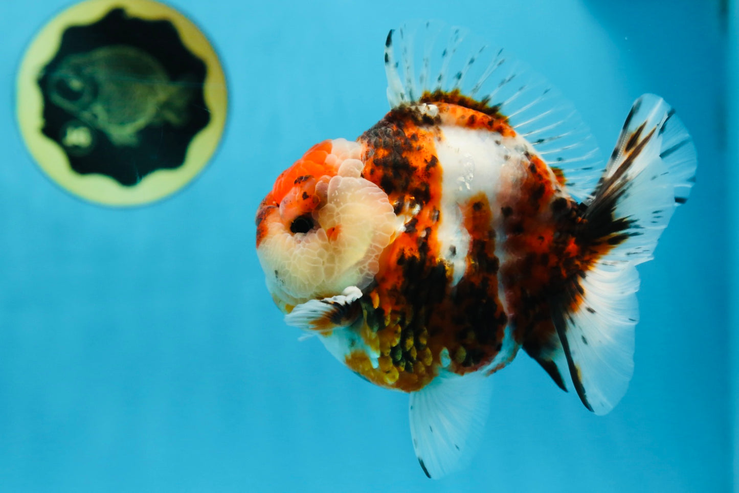 AAA Grade Godzilla Calico Yuanbao Male 4.5-5 inches #080125YB_14