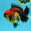 CHUNKY SUPER AAA Grade Godzilla Calico Oranda Male 6.5-7 inches #032726OR_07