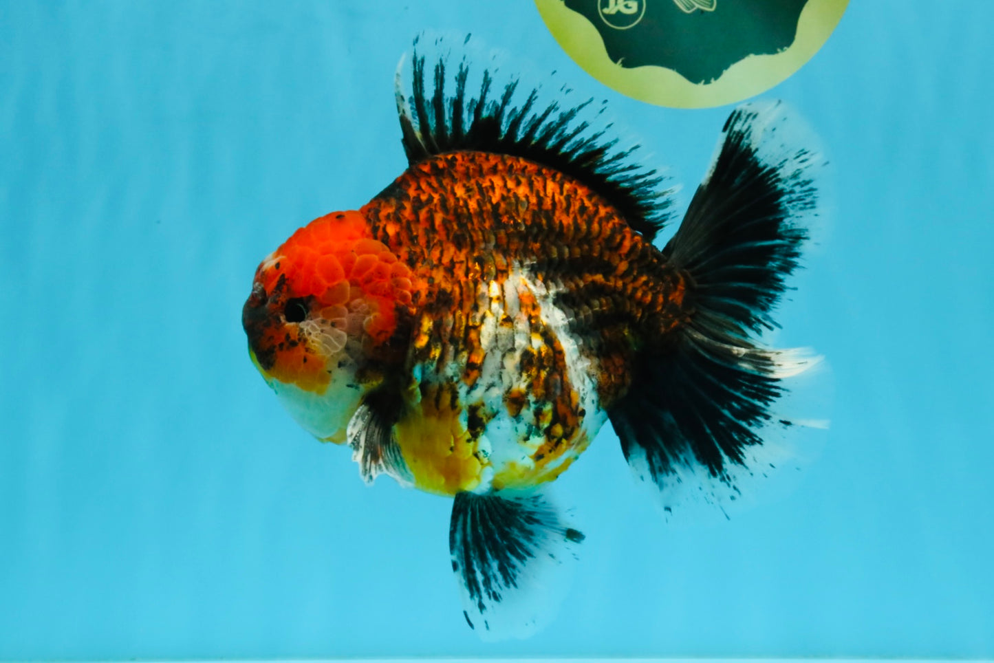 CHUNKY SUPER AAA Grade Godzilla Calico Oranda Male 6.5-7 inches #032726OR_07