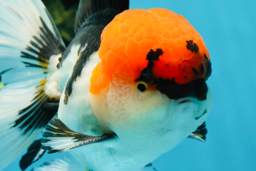 A Grade Tricolor Oranda Male 5.5 inches #050925OR_44