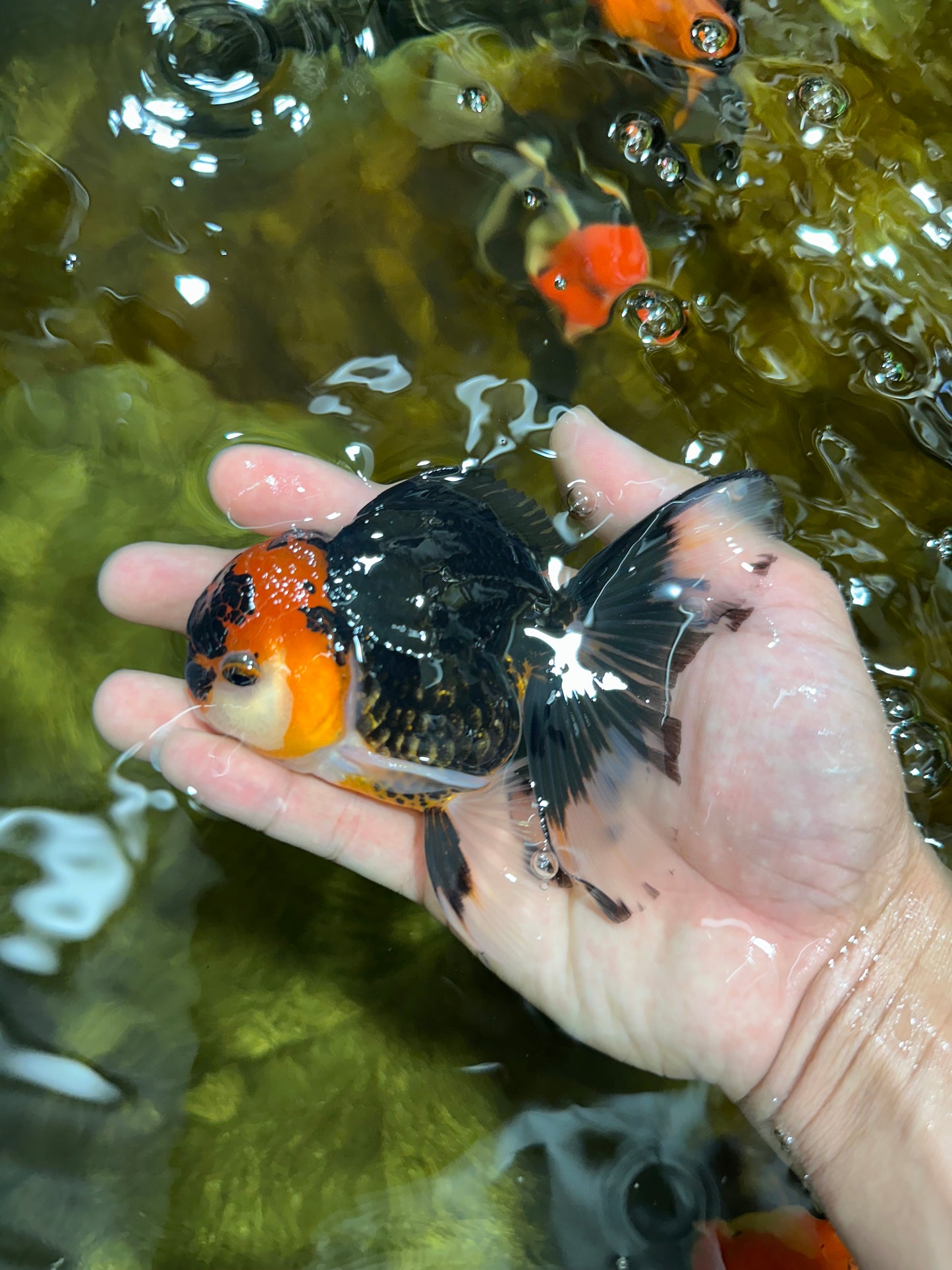 A Grade Young Tricolor Oranda Male 4.5 inches #061325_04