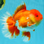 CHONKY AAA Grade Godzilla Red White Oranda Male 6.5-7 inches #022726OR_14