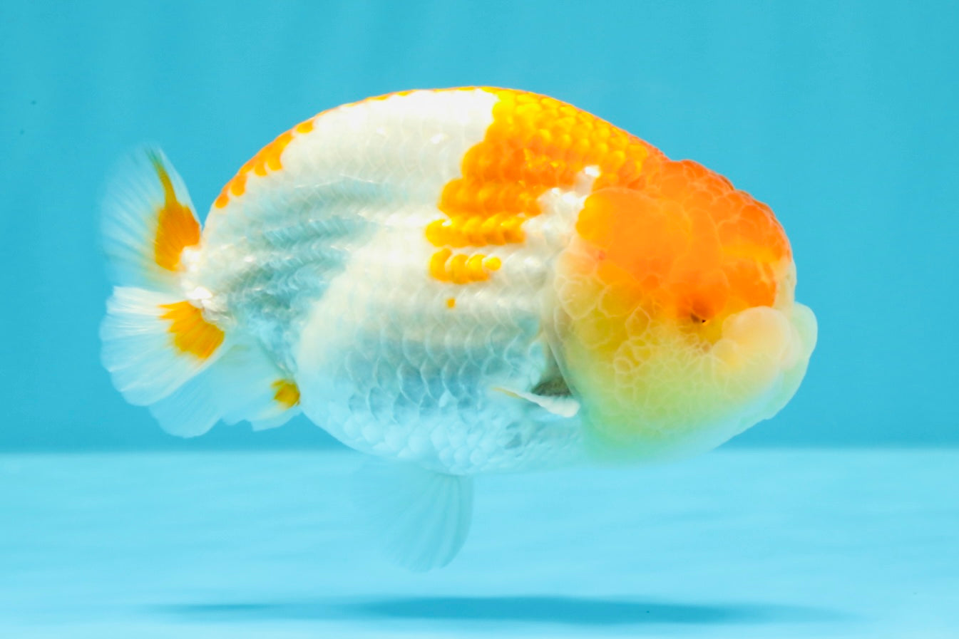 AAA Grade Dragon Head Kohaku Red White LionKing 4-4.5 inches #022726LC_29