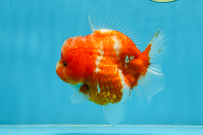 AAA Grade Cherry Sakura Yuanbao Female 4-4.5 inches #101025YB_24