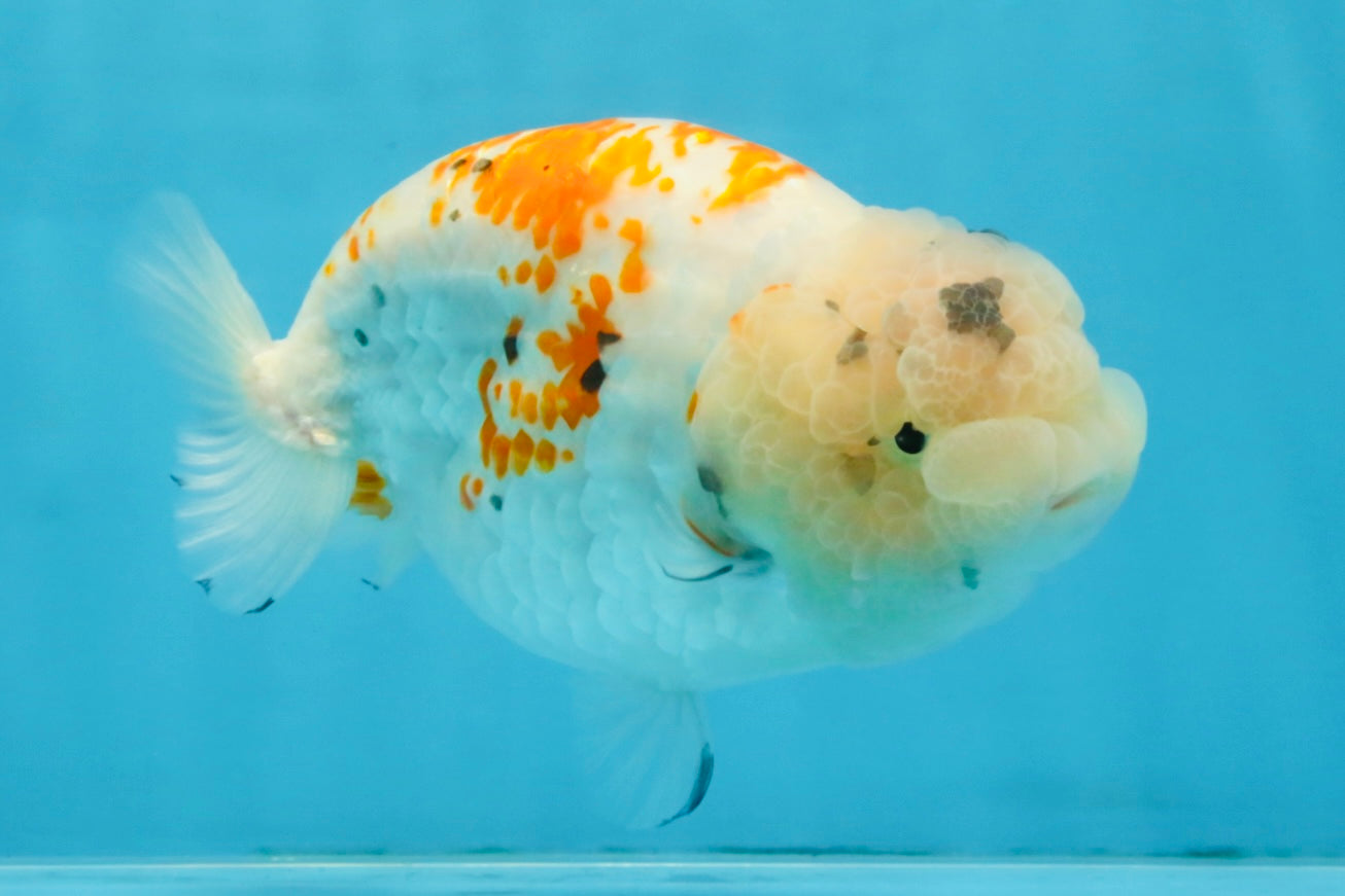 A Grade Sakura LionQueen 5.5 inches #110725LC_11