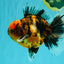 AAA Grade Tiger Oranda Male 6-6.5  inches #071026OR_36