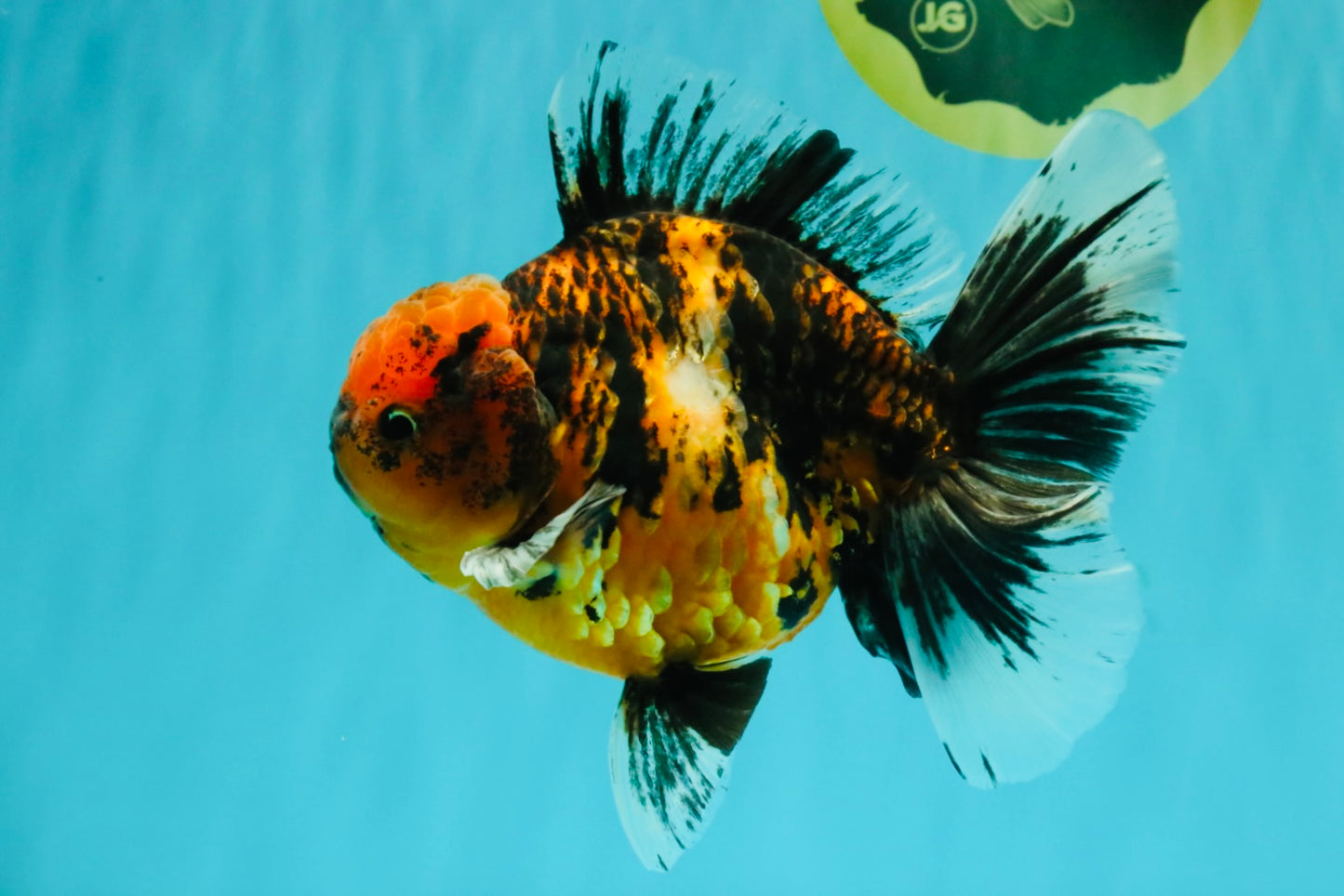 AAA Grade Tiger Oranda Male 6-6.5  inches #071026OR_36