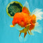 TOMATO AAA Grade Jumbo Broadtail Red Oranda Male 8.5-9 inches #072426OR_03