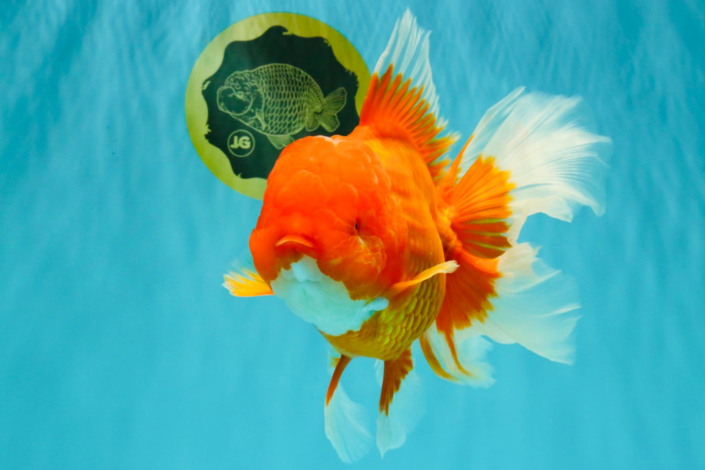 TOMATO AAA Grade Jumbo Broadtail Red Oranda Male 8.5-9 inches #072426OR_03