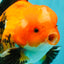 A Grade Apache Oranda Male 6 inches #080726OR_05