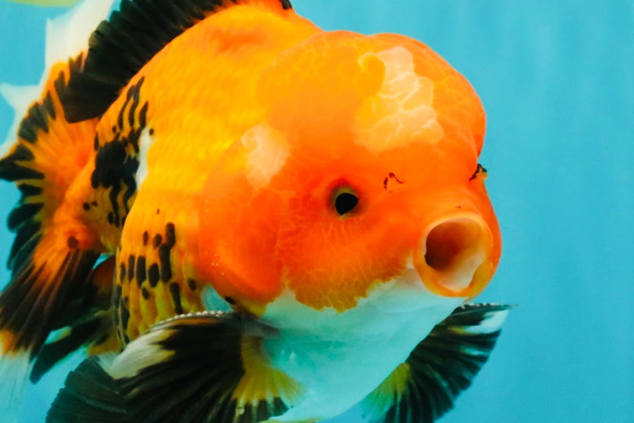 A Grade Apache Oranda Male 6 inches #080726OR_05