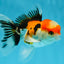 A Grade Tricolor Oranda Male 4.5 inches #050225OR_10