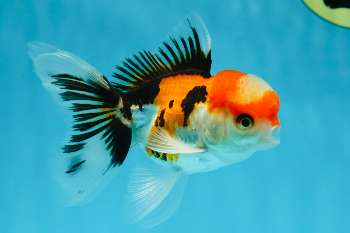 A Grade Tricolor Oranda Male 4.5 inches #050225OR_10