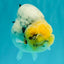 CHUBBY AAA Grade White Marble Blue Base Ranchu Male 5.5-6 inches #100226RC_28