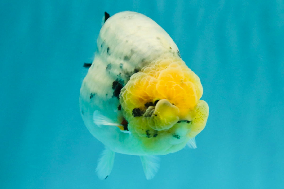 CHUBBY AAA Grade White Marble Blue Base Ranchu Male 5.5-6 inches #100226RC_28