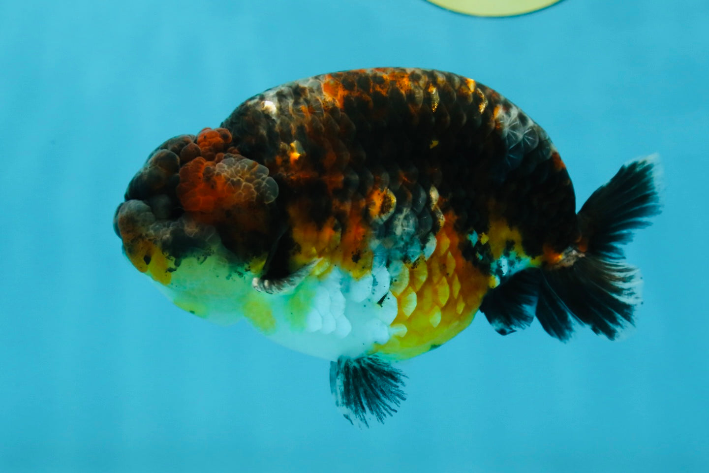 AAA Grade Kirin Tiger LionKing 5 inches #050925LC_04