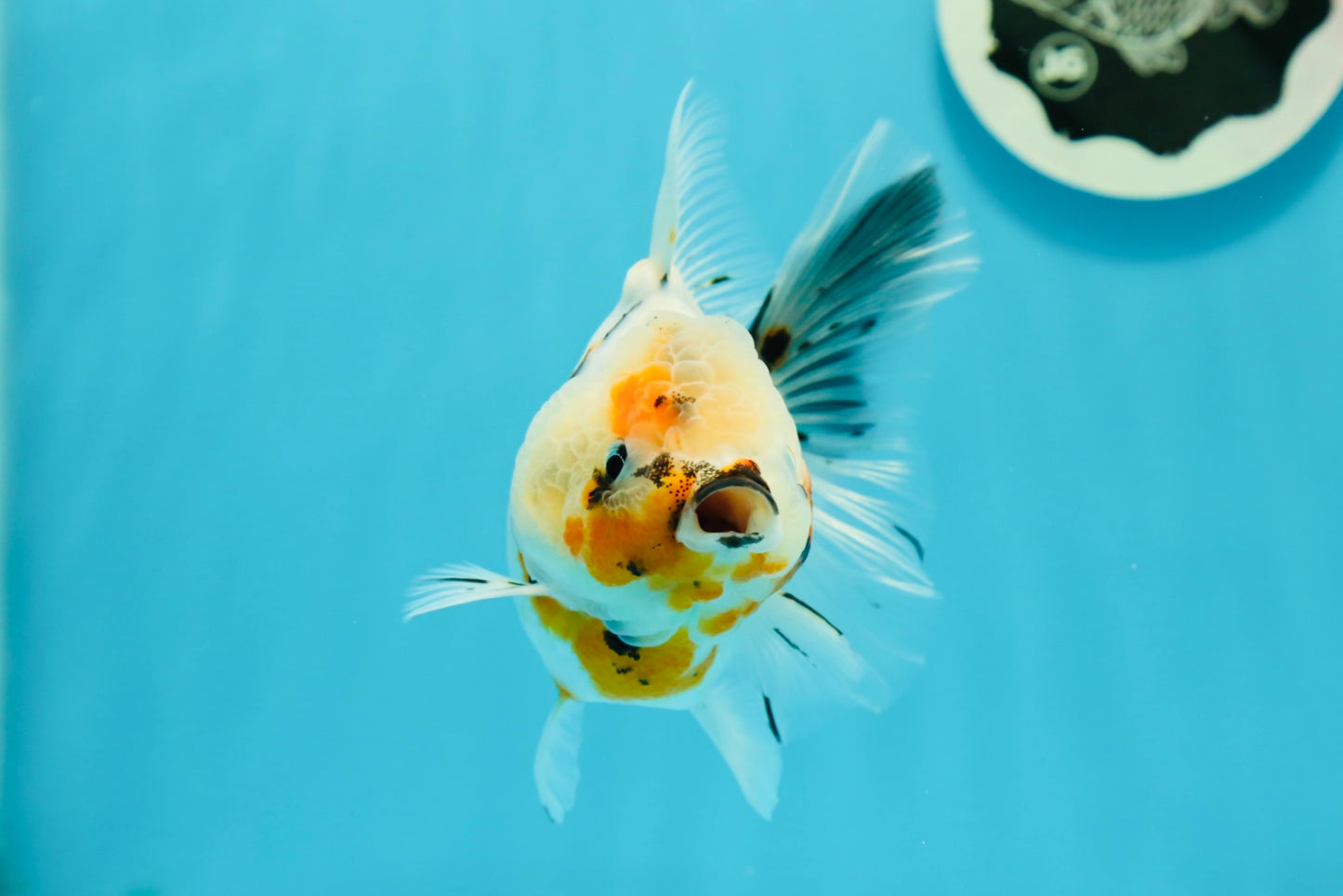 A Grade Unique Calico Oranda Female 4.5 inches #0607OR_10