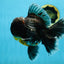 AAA Grade MIDNIGHT Kirin Oranda Male 5.5-6 inches #082925OR_15