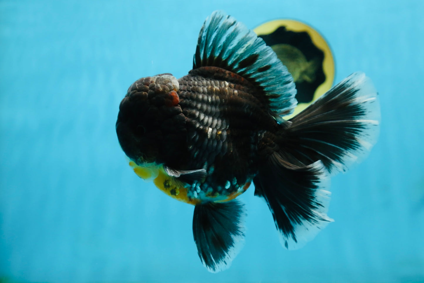 AAA Grade MIDNIGHT Kirin Oranda Male 5.5-6 inches #082925OR_15