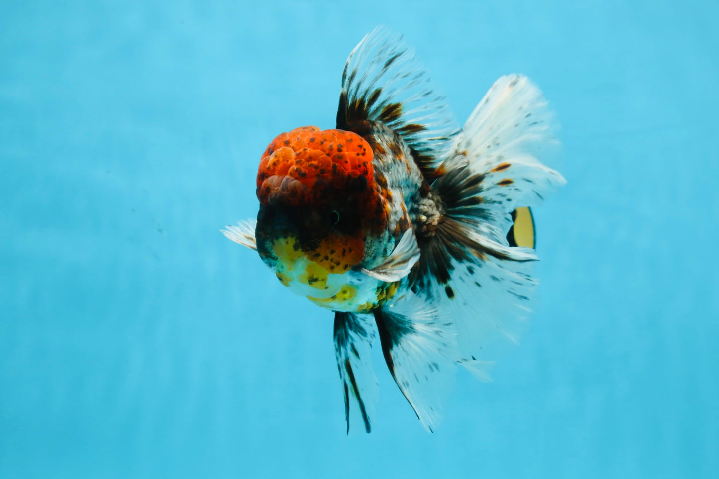 THICK BODY AAA Grade Calico Kirin Oranda Male 5.5 inches #102425OR_20