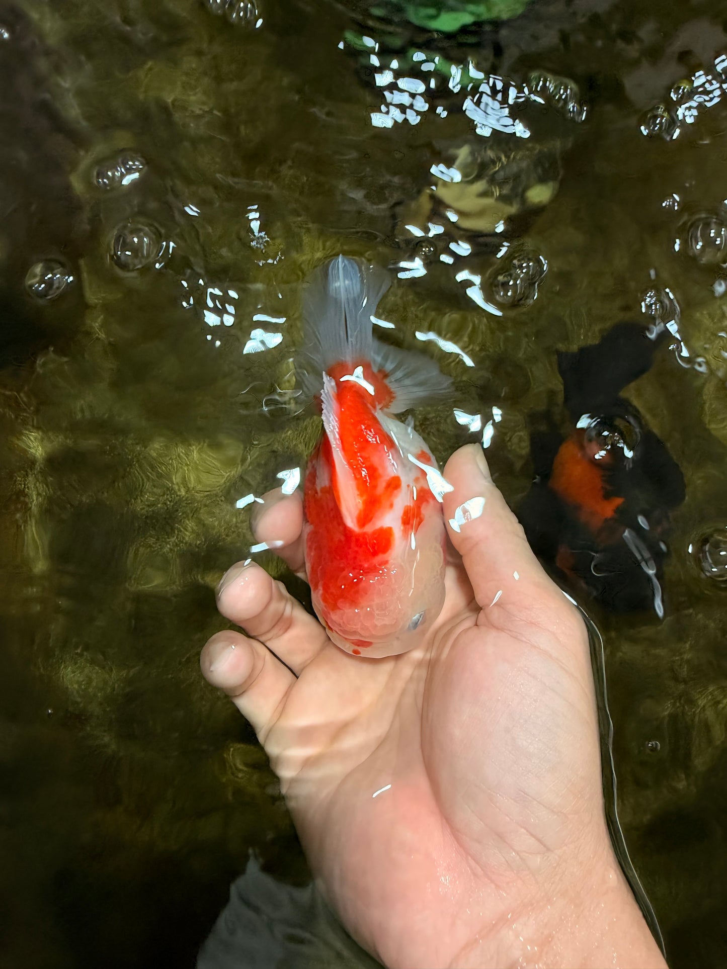 A Grade Sakura Yuanbao Female 4 inches #103125YB_06