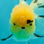 A Grade Grumpy Lemonhead Panda Oranda Female 5 inches #111524OR_13