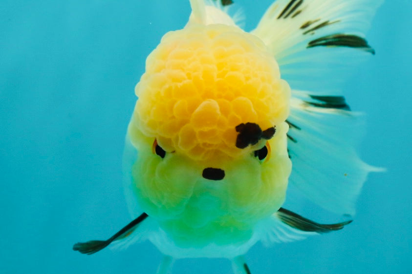 A Grade Grumpy Lemonhead Panda Oranda Female 5 inches #111524OR_13