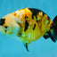 CHUBBY A Grade Chinese Tricolor Ranchu Male 4.5 inches #102425RC_02